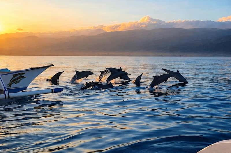 Dolphins at sunrise near Lovina