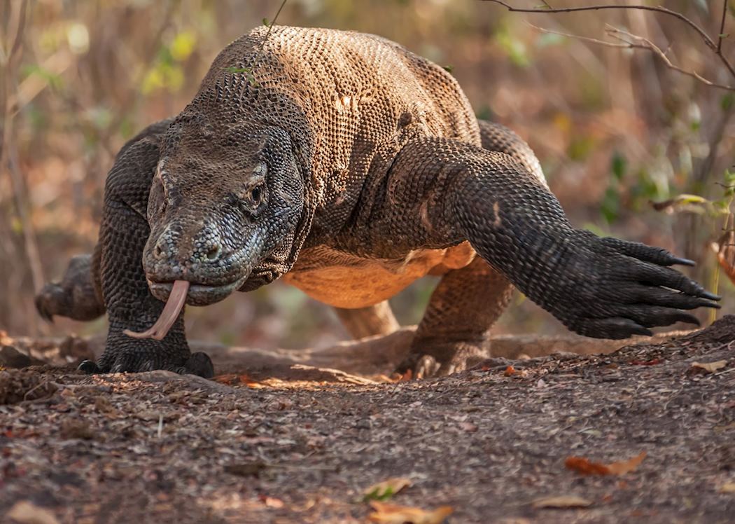Komodo dragon in its natural habitat